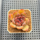 Echeveria Hybrid sp. 1"-2" Hand-Selected Clone (From Brotherly Farm) Succulent Plant Cutting