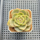 Echeveria Hybrid sp. 1"-2" Hand-Selected Clone (From Brotherly Farm) Succulent Plant Cutting