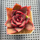 Echeveria Hybrid sp. 1"-2" Hand-Selected Clone (From Brotherly Farm) Succulent Plant Cutting