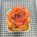 Echeveria Hybrid sp. 1"-2" Hand-Selected Clone (From Brotherly Farm) Succulent Plant Cutting