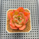 Echeveria Hybrid sp. 1"-2" Hand-Selected Clone (From Brotherly Farm) Succulent Plant Cutting