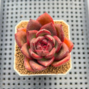 Echeveria Hybrid sp. 1"-2" Hand-Selected Clone (From Brotherly Farm) Succulent Plant Cutting