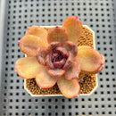 Echeveria Hybrid sp. 1"-2" Hand-Selected Clone (From Brotherly Farm) Succulent Plant Cutting