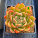 Echeveria 'Orange Champaign' 4"-5" Succulent Plant Cutting