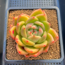 Echeveria 'Orange Champaign' 4"-5" Succulent Plant Cutting