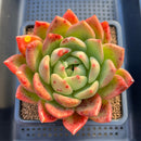 Echeveria 'Orange Champaign' 4"-5" Succulent Plant Cutting