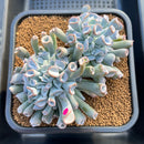 Echeveria 'Pignose' 4"-5" Cluster Succulent Plant Cutting