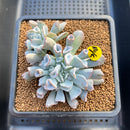 Echeveria 'Pignose' 4"-5" Cluster Succulent Plant Cutting