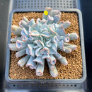 Echeveria 'Pignose' 4"-5" Cluster Succulent Plant Cutting