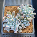 Echeveria 'Pignose' 4"-5" Cluster Succulent Plant Cutting