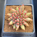 Pachyphytum 'Yeonji' 3" Succulent Plant Cutting