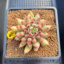 Pachyphytum 'Yeonji' 3" Succulent Plant Cutting