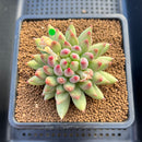 Pachyphytum 'Yeonji' 3" Succulent Plant Cutting