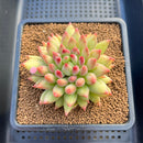 Pachyphytum 'Yeonji' 3" Succulent Plant Cutting
