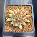 Pachyphytum 'Yeonji' 3" Succulent Plant Cutting