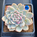 Echeveria 'Orange Monroe' Variegated 3" Succulent Plant Cutting