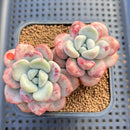 Echeveria 'Amor Fati' 3" Succulent Plant Cutting