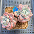 Echeveria 'Amor Fati' 3" Succulent Plant Cutting