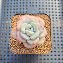 Echeveria 'Amor Fati' 2" Succulent Plant Cutting