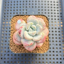 Echeveria 'Amor Fati' 2" Succulent Plant Cutting