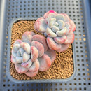 Echeveria 'Amor Fati' 3" Succulent Plant Cutting