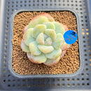 Echeveria 'Icy Green' Mutated 2" Succulent Plant Cutting