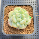 Echeveria 'Icy Green' Mutated 2" Succulent Plant Cutting