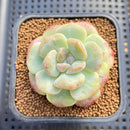 Echeveria 'Icy Green' Mutated 2" Succulent Plant Cutting
