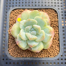 Echeveria 'Icy Green' Mutated 2" Succulent Plant Cutting