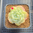Echeveria 'Icy Green' Mutated 2" Succulent Plant Cutting