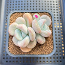 Graptoveria 'White Americano' 2" Succulent Plant Cutting