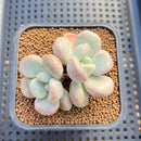 Graptoveria 'White Americano' 2" Succulent Plant Cutting