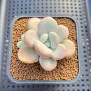 Graptoveria 'White Americano' 2" Succulent Plant Cutting