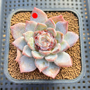 Echeveria 'Sapphire' Jelly Type 2"-3" Succulent Plant Cutting