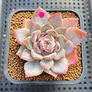 Echeveria 'Sapphire' Jelly Type 2"-3" Succulent Plant Cutting