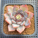 Echeveria 'Sapphire' Jelly Type 2"-3" Succulent Plant Cutting