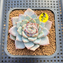 Echeveria 'Sapphire' Jelly Type 2"-3" Succulent Plant Cutting