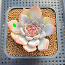 Echeveria 'Sapphire' Jelly Type 2"-3" Succulent Plant Cutting