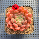 Echeveria 'Finesse' 2" Succulent Plant Cutting