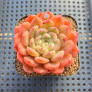Echeveria 'Finesse' 2" Succulent Plant Cutting
