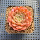 Echeveria 'Finesse' 2" Succulent Plant Cutting