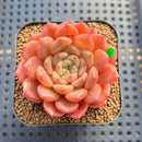 Echeveria 'Finesse' 2" Succulent Plant Cutting