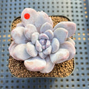 Graptoveria 'Highstone' Mutated 2" Succulent Plant Cutting