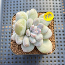 Graptoveria 'Highstone' Mutated 2" Succulent Plant Cutting
