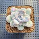 Graptoveria 'Highstone' Mutated 2" Succulent Plant Cutting