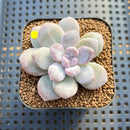 Graptoveria 'Highstone' Mutated 2" Succulent Plant Cutting