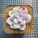 Graptoveria 'Highstone' Mutated 2" Succulent Plant Cutting