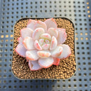 Echeveria 'Sung Young 1'-2" Succulent Plant Cutting