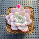 Echeveria 'Sung Young 1'-2" Succulent Plant Cutting