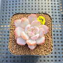 Echeveria 'Sung Young 1'-2" Succulent Plant Cutting